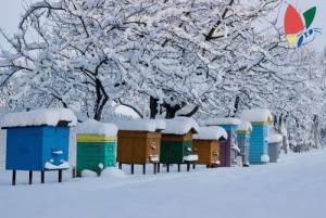 Que font les abeilles pendant l'hiver et comment vivent-elles ?
